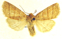 Pyreferra [new species]